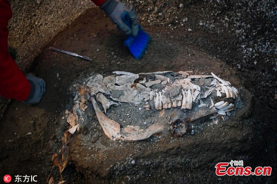 An archaeologist inspects the remains of a horse skeleton in the Pompeii archaeological site, Italy, Dec. 23, 2018. A tall horse, well-groomed with the saddle and the richly decorated bronze trimmings, believed to have belonged to a high rank military magistrate has been recently discovered, Professor Massimo Osanna, director of the Pompeii archeological site said to the Italian news agency ANSA.  (Photo/IC)