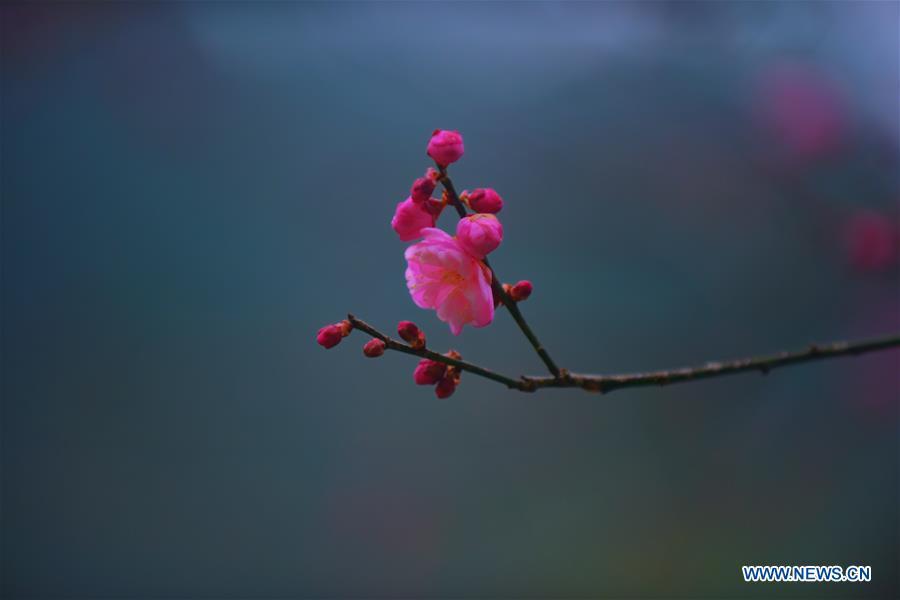 Photo taken on Dec. 24, 2018 shows plum blossoms in Xuan\'en County of Enshi Tujia and Miao Autonomous Prefecture, central China\'s Hubei Province. (Xinhua/Wang Jun)