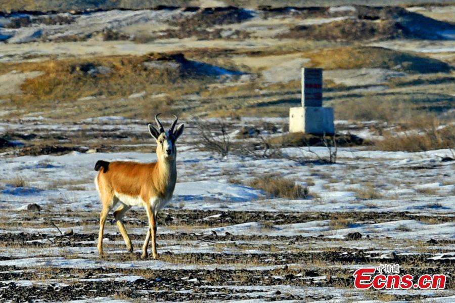 A Goitered or black-tailed gazelle roams in the Kalamaili Nature Reserve in Northwest China’s Xinjiang Uygur Autonomous Region. Local oil companies spent approximately 200 million yuan ($29 million) from 2017 to permanently plug oil and water wells and restore an area of 352,000 square meters amid efforts to protect wild animals in the reserve, which was established in April 1982. (Photo: China News Service/Min Yong)