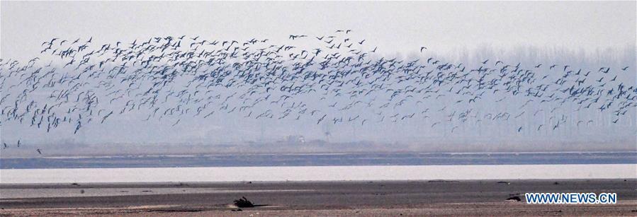 A group of wild geese fly over Yellow River Wetland in Changyuan County, central China\'s Henan Province, Dec. 25, 2018. (Xinhua/Feng Dapeng)