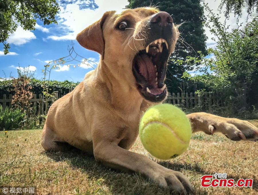 A more dynamic photo of a dog was captured by Kizzy Porter for the 16-18 years category which showed a canine\'s attempt to catch a ball. (Photo/VCG)