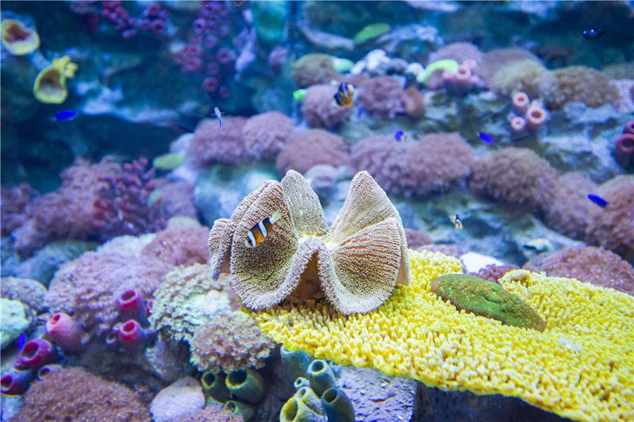The Shanghai Haichang Ocean Park features five theme zones, three animal theaters, two high-tech cinemas and an ocean-themed resort hotel. (Photo provided to chinadaily.com.cn)
