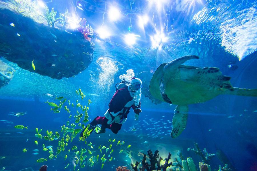 Animal keepers dressed in the Santa Clause uniforms interact with sea turtles. (Photo provided to chinadaily.com.cn)