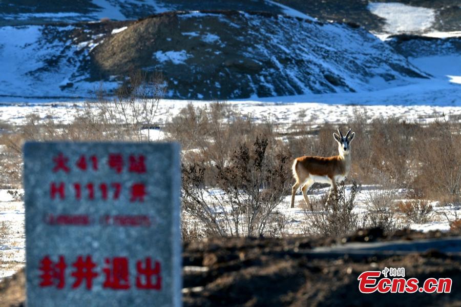 A Goitered or black-tailed gazelle roams in the Kalamaili Nature Reserve in Northwest China’s Xinjiang Uygur Autonomous Region. Local oil companies spent approximately 200 million yuan ($29 million) from 2017 to permanently plug oil and water wells and restore an area of 352,000 square meters amid efforts to protect wild animals in the reserve, which was established in April 1982. (Photo: China News Service/Min Yong)
