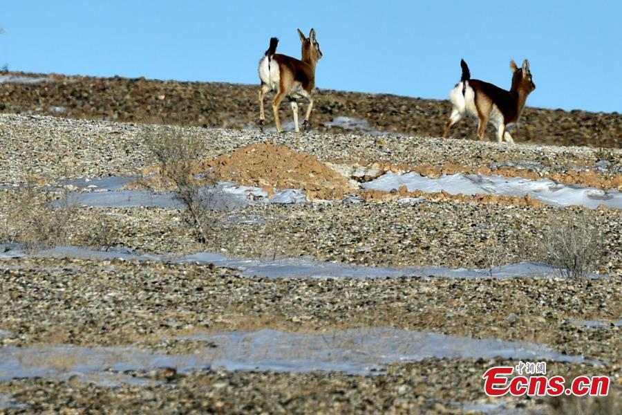 Goitered or black-tailed gazelles roam in the Kalamaili Nature Reserve in Northwest China’s Xinjiang Uygur Autonomous Region. Local oil companies spent approximately 200 million yuan ($29 million) from 2017 to permanently plug oil and water wells and restore an area of 352,000 square meters amid efforts to protect wild animals in the reserve, which was established in April 1982. (Photo: China News Service/Yang Mei)