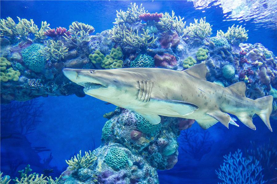 The Shanghai Haichang Ocean Park features five theme zones, three animal theaters, two high-tech cinemas and an ocean-themed resort hotel. (Photo provided to chinadaily.com.cn)
