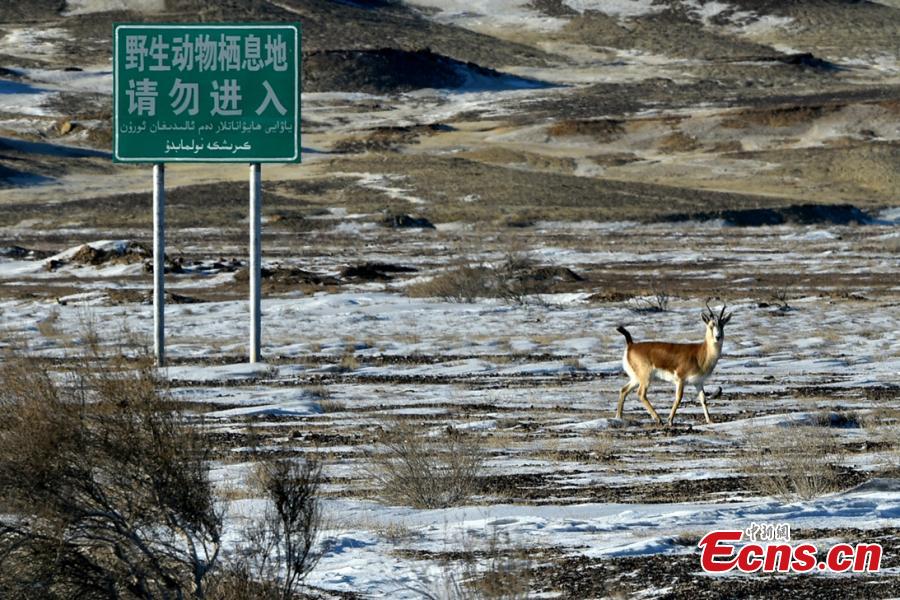 A Goitered or black-tailed gazelle roams in the Kalamaili Nature Reserve in Northwest China’s Xinjiang Uygur Autonomous Region. Local oil companies spent approximately 200 million yuan ($29 million) from 2017 to permanently plug oil and water wells and restore an area of 352,000 square meters amid efforts to protect wild animals in the reserve, which was established in April 1982. (Photo: China News Service/Yang Mei)