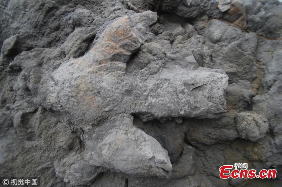 More than 85 well-preserved dinosaur footprints - made by at least seven different species - have been uncovered by University of Cambridge researchers during the past four winters following coastal erosion along the cliffs near Hastings, representing the most diverse and detailed collection of these trace fossils from the Cretaceous Period found in the UK to date. They range in size from less than 2 cm to more than 60 cm across, and are so well-preserved that even the skin, scales and claws are easily visible. (Photo/VCG)