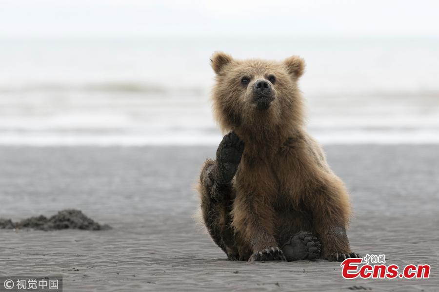 A young brown bear frantically scratching itself to get rid of an itch on a deserted beach, by 15-year-old amateur photographer Will Jenkins. (Photo/VCG)