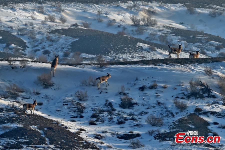 Goitered or black-tailed gazelles, a species under state protection, roam in the Kalamaili Nature Reserve in Northwest China’s Xinjiang Uygur Autonomous Region. Local oil companies spent approximately 200 million yuan ($29 million) from 2017 to permanently plug oil and water wells and restore an area of 352,000 square meters amid efforts to protect wild animals in the reserve, which was established in April 1982. (Photo: China News Service/Min Yong)