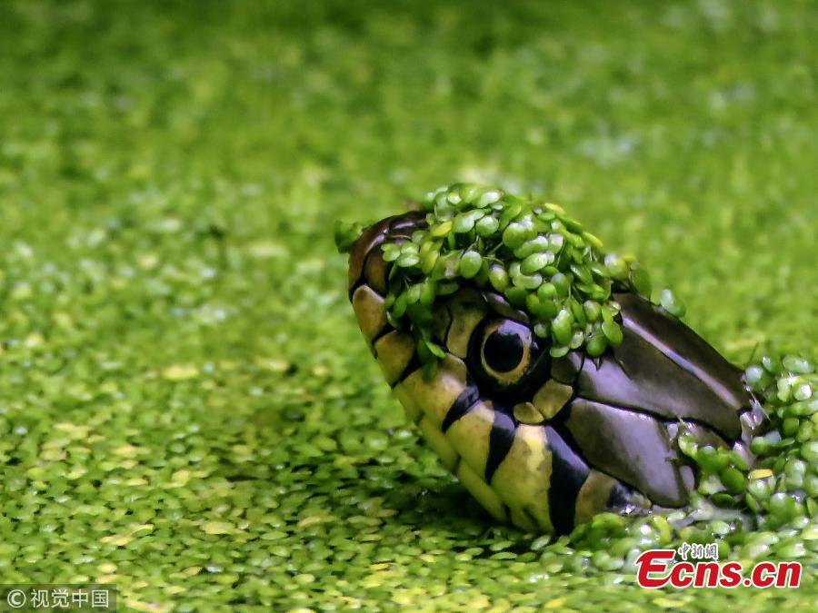 A winning entry from Freddy Jones in the 12-15 age category which shows a snake popping its head above the water in a moss-covered pond. (Photo/VCG)