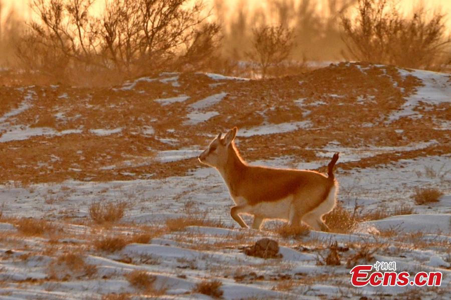 A Goitered or black-tailed gazelle roams in the Kalamaili Nature Reserve in Northwest China’s Xinjiang Uygur Autonomous Region. Local oil companies spent approximately 200 million yuan ($29 million) from 2017 to permanently plug oil and water wells and restore an area of 352,000 square meters amid efforts to protect wild animals in the reserve, which was established in April 1982. (Photo: China News Service/Xu Huifei)