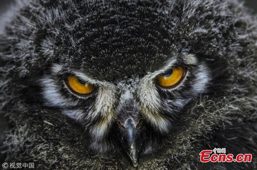 This striking image of a barn owl staring ominously towards the camera position, taken by Joshua Myers, was the runner up in the 12-15 age category. (Photo/VCG)