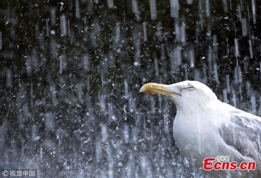Photo taken by Gideon Knight shows a common seagull shuts its eyes tight and winds in its neck as it is pelted with rain in a torrential downpour earlier this year. (Photo/VCG)