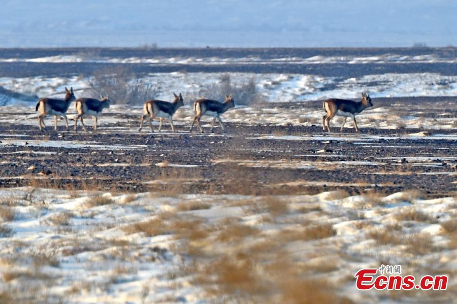 Goitered or black-tailed gazelles roam in the Kalamaili Nature Reserve in Northwest China’s Xinjiang Uygur Autonomous Region. Local oil companies spent approximately 200 million yuan ($29 million) from 2017 to permanently plug oil and water wells and restore an area of 352,000 square meters amid efforts to protect wild animals in the reserve, which was established in April 1982. (Photo: China News Service/Xu Huifei)