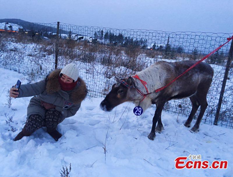 Sled reindeer guided by local Ewenki herdsmen compete in a race on Dec. 25 in Genhe City, China\'s Inner Mongolia Autonomous Region, in a bid to portray local customs. The Aoluguya, a tribe of the Ewenki ethnic group in Genhe city is the only tribe that still breeds reindeer in China. It is said about 800 reindeer are living in Genhe and have become a fascinating \
