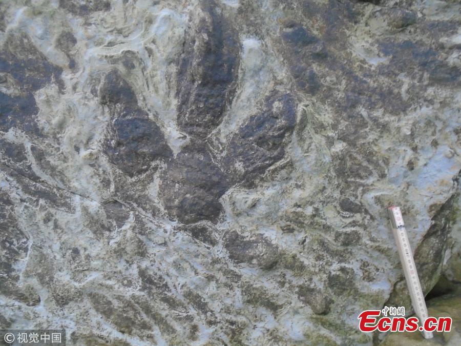 More than 85 well-preserved dinosaur footprints - made by at least seven different species - have been uncovered by University of Cambridge researchers during the past four winters following coastal erosion along the cliffs near Hastings, representing the most diverse and detailed collection of these trace fossils from the Cretaceous Period found in the UK to date. They range in size from less than 2 cm to more than 60 cm across, and are so well-preserved that even the skin, scales and claws are easily visible. (Photo/VCG)