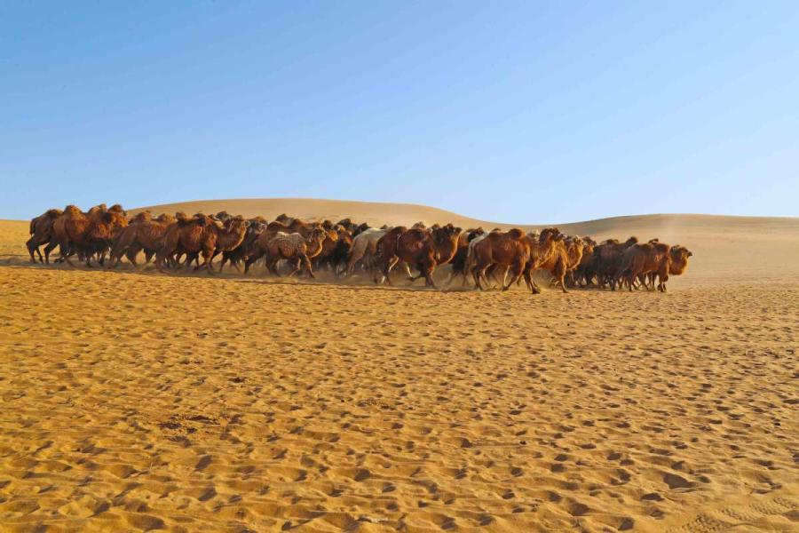 Thousands of camels are seen Wednesday in Alxa League of North China\'s Inner Mongolia autonomous region for the second Alxa Camel Culture Tourism Festival. (Photo by Cheng Lin/ for chinadaily.com.cn)