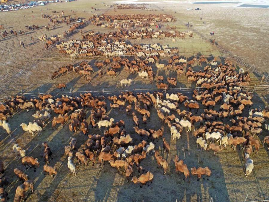 Thousands of camels are seen Wednesday in Alxa League of North China\'s Inner Mongolia autonomous region for the second Alxa Camel Culture Tourism Festival. (Photo by Cheng Lin/ for chinadaily.com.cn)