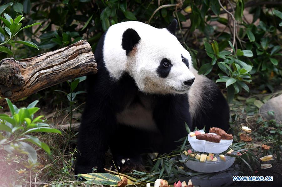 Giant Panda \