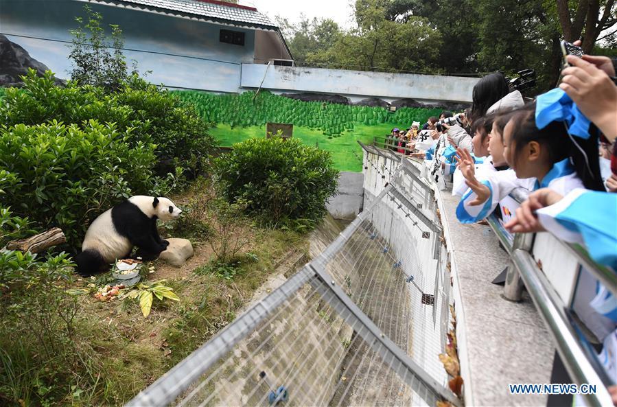 Giant Panda \