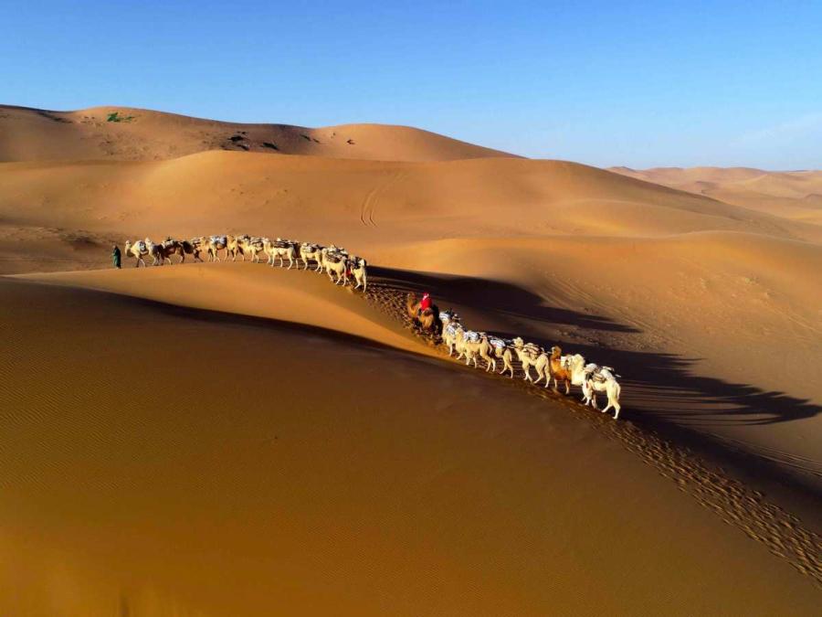 Thousands of camels are seen Wednesday in Alxa League of North China\'s Inner Mongolia autonomous region for the second Alxa Camel Culture Tourism Festival. (Photo by Cheng Lin/ for chinadaily.com.cn)
Thousands of camels gathered in Alxa League of North China\'s Inner Mongolia autonomous region on Wednesday for the second Alxa Camel Culture Tourism Festival, which will last until Saturday.
Known as the Home of Chinese Camels, Alxa League has two-thirds of the animals in China.
The opening ceremony of the festival was held on Thursday.