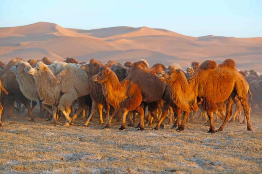 Thousands of camels are seen Wednesday in Alxa League of North China\'s Inner Mongolia autonomous region for the second Alxa Camel Culture Tourism Festival. (Photo by Cheng Lin/ for chinadaily.com.cn)