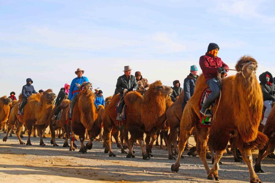 Thousands of camels are seen Wednesday in Alxa League of North China\'s Inner Mongolia autonomous region for the second Alxa Camel Culture Tourism Festival. (Photo by Cheng Lin/ for chinadaily.com.cn)