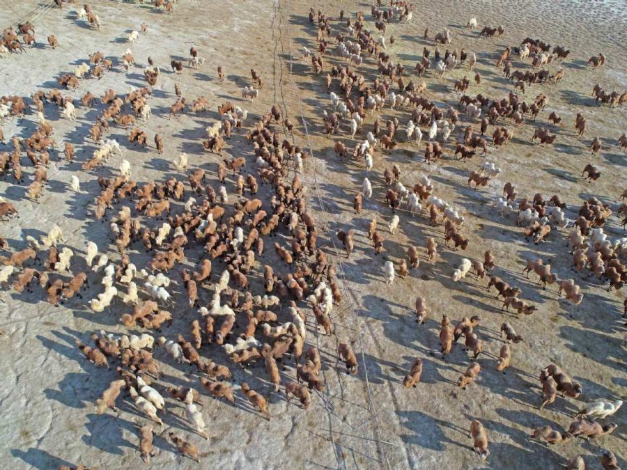 Thousands of camels are seen Wednesday in Alxa League of North China\'s Inner Mongolia autonomous region for the second Alxa Camel Culture Tourism Festival. (Photo by Cheng Lin/ for chinadaily.com.cn)