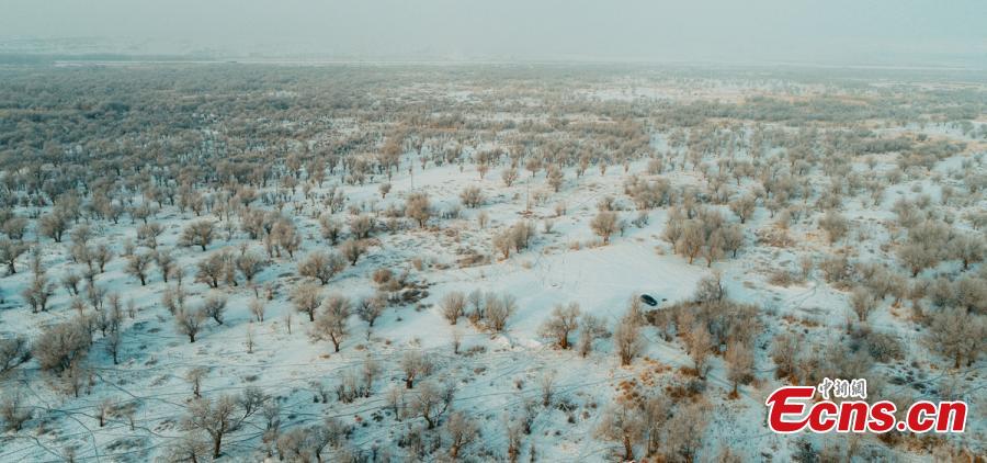 A view of a forest of desert poplar or populus euphratica covered in snow in Orku District, Karamay City, Northwest China\'s Xinjiang Uyghur Autonomous Region. The district has made great efforts to develop tourism in recent years on the base of its 2,000 hectares, a popular tourist attraction. (Photo: China News Service/Ai Ke)