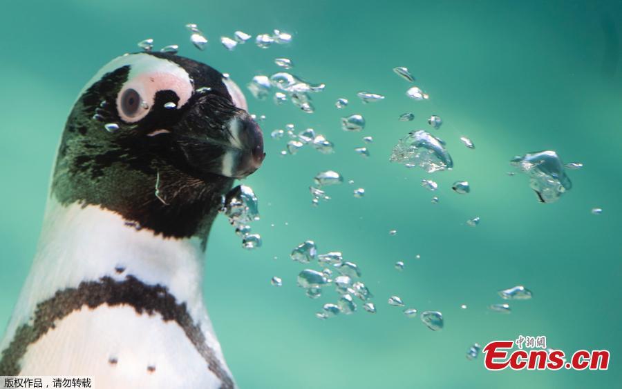 A penguin is seen on the opening day of a new area reserved for them at bioparco in Rome, Dec. 27, 2018. (Photo/Agencies)