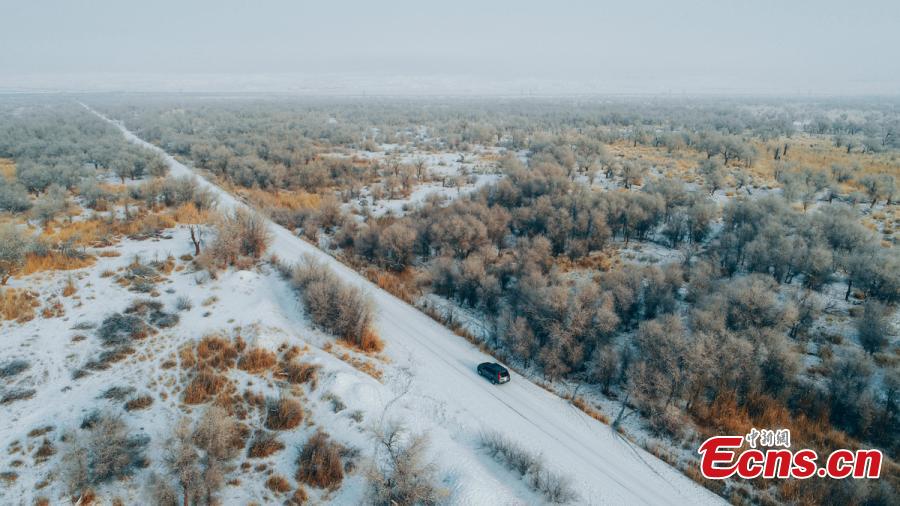 A view of a forest of desert poplar or populus euphratica covered in snow in Orku District, Karamay City, Northwest China\'s Xinjiang Uyghur Autonomous Region. The district has made great efforts to develop tourism in recent years on the base of its 2,000 hectares, a popular tourist attraction. (Photo: China News Service/Ai Ke)