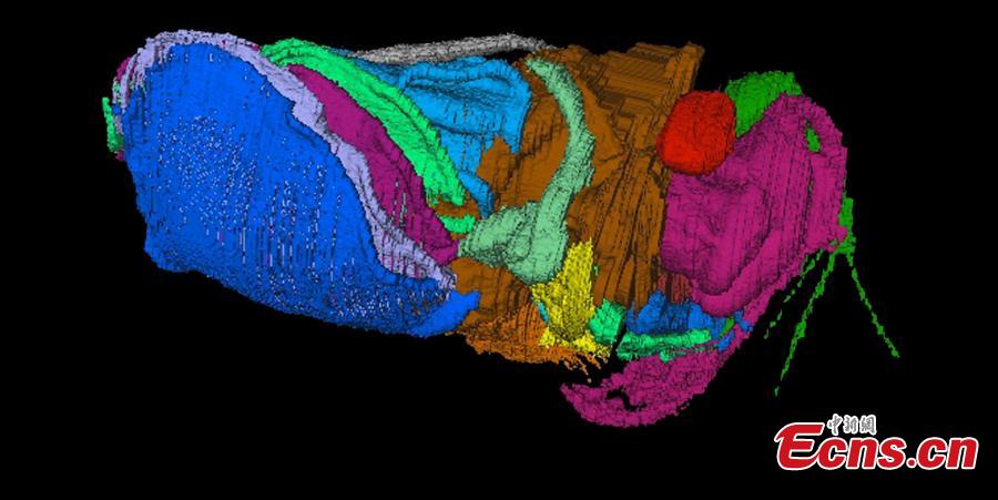 Virtual reconstructions of the new 430 million-year-old crustacean Spiricopia aurita, which is 7.5 mm long. A new animal species related to crabs and shrimp, preserved in 430-million-year-old rocks in Herefordshire, England, presents a rare look at the respiratory organs of a tiny crustacean. A team of scientists from Yale, the University of Leicester, Oxford, and Imperial College London announced the discovery Nov. 7 in a study in the Royal Society journal Biology Letters. The new species is named Spiricopia aurita, from the Latin words for \
