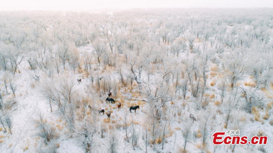 A view of a forest of desert poplar or populus euphratica covered in snow in Orku District, Karamay City, Northwest China\'s Xinjiang Uyghur Autonomous Region. The district has made great efforts to develop tourism in recent years on the base of its 2,000 hectares, a popular tourist attraction. (Photo: China News Service/Ai Ke)