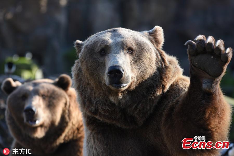 Brown bears are seen waiting for food at Madrid zoo, Spain. The brown bear (Ursus arctos) is the largest terrestrial carnivore. In wildlife it is distributed across much of northern Eurasia and North America. It remains listed as a least concern species by the IUCN with a total population of approximately 200,000. (Photo/IC)