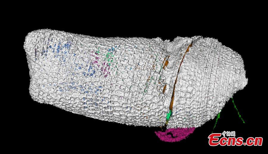 Virtual reconstructions of the new 430 million-year-old crustacean Spiricopia aurita, which is 7.5 mm long. A new animal species related to crabs and shrimp, preserved in 430-million-year-old rocks in Herefordshire, England, presents a rare look at the respiratory organs of a tiny crustacean. A team of scientists from Yale, the University of Leicester, Oxford, and Imperial College London announced the discovery Nov. 7 in a study in the Royal Society journal Biology Letters. The new species is named Spiricopia aurita, from the Latin words for \