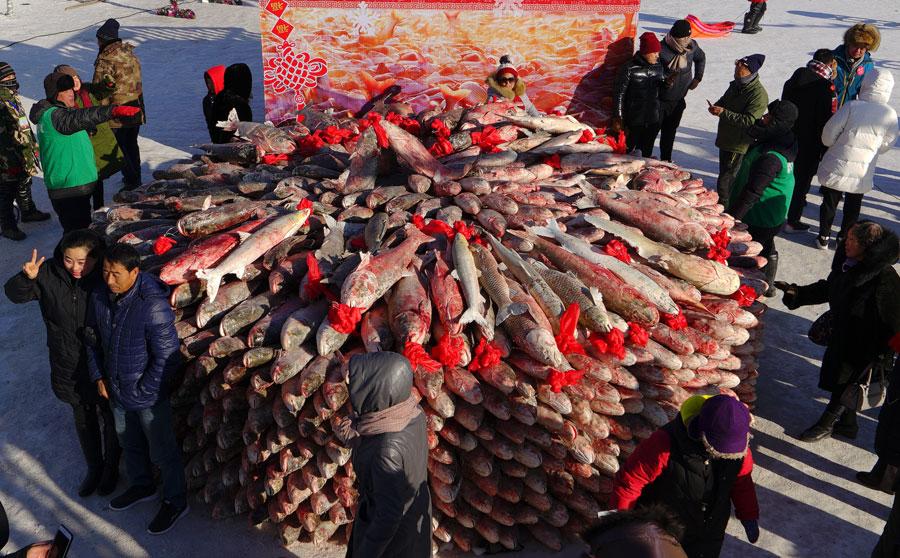 The annual Chagan Lake Fishing and Hunting Cultural Tourism Festival kicks off in Songyuan, Jilin Province, on Dec. 28, 2018. (Photo/chinadaily.com.cn)
Dances were performed by Buddhist lamas and the head fisherman addressed heaven, the land and the lake in chants, asking for a good harvest and a safe fishing season.
Chagan Lake, the country\'s seventh-largest lake and the largest freshwater body of water in Northeast China, boasts 68 varieties of fish. It is believed to have been a favored fishing location for over 1,000 years.
After the head fisherman signaled the spot where fish were expected to gather, more than 400 holes were drilled around the spot, 60 meters apart.
About 50 fishermen worked together to cast a 2,000-meter-long net through the holes and under the ice. Several hours later, the net was pulled out by horses with tens of thousands kilograms of fresh fish in it.
The traditional way of fishing is believed to date to prehistoric times.
In the following 40 days, more than 200 fishermen will work on the frozen lake from 4 am to 5 pm every day.