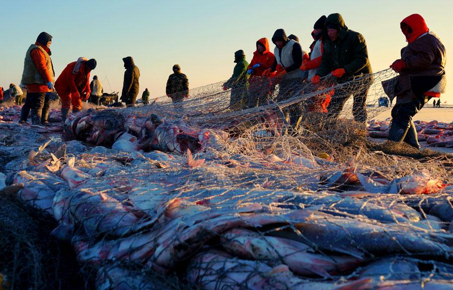 Fishermen using traditional skills pull a net from Chagan Lake in Songyuan, Jilin Province, on Friday at the start of the annual Chagan Lake Fishing and Hunting Cultural Tourism Festival. (Photo/China Daily)
The start of the winter fishing season at a Jilin province lake-the only place in China where age-old traditional Mongolian fishing methods are still practiced-got off to a whopping start on Friday.
The price for the first catch at Chagan Lake this year-a 15-kilogram fish-broke the record at auction at 999,999 yuan ($145,560) during Friday\'s auction. It\'s not, however, that the fish is unusual. The buyer, Fujian Panpan Foods Co, made the purchase as a donation to the well-being of the lake.
\