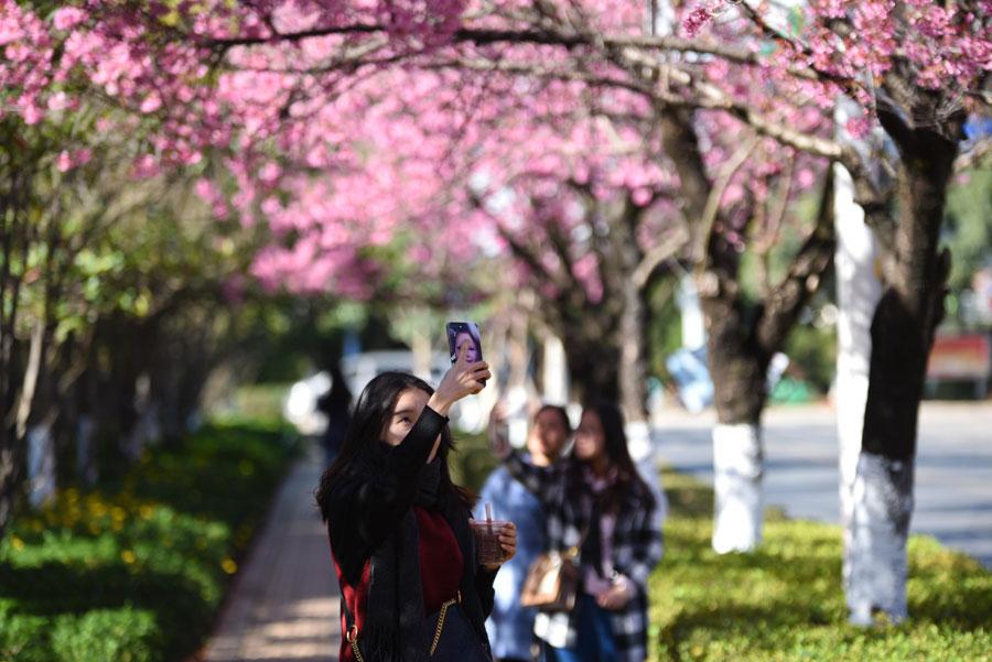 The 1.9-kilometers-long Hongta West Road in Kunming, capital city of Southwest China\'s Yunnan province, is attracting a lot of tourists, as over 600 winter cherry blossom trees are blooming. (Photo by Li Ming for chinadaily.com.cn)