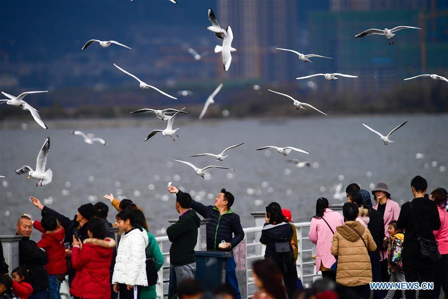 Tourists view black-headed gulls at Haigeng dam in Kunming, capital of southwest China\'s Yunnan Province, Jan. 1, 2019. Migratory black-headed gulls became an attraction for tourists during the New Year holiday. (Xinhua/Hu Chao)