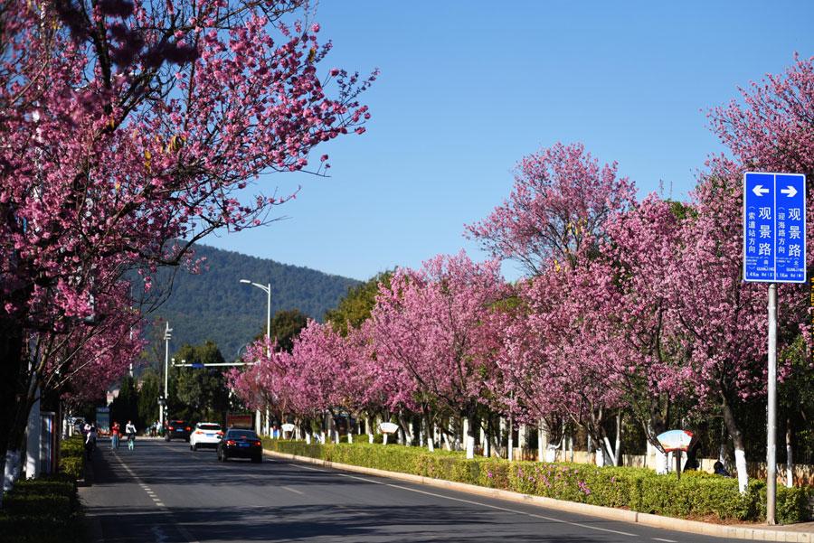 The 1.9-kilometers-long Hongta West Road in Kunming, capital city of Southwest China\'s Yunnan province, is attracting a lot of tourists, as over 600 winter cherry blossom trees are blooming. (Photo by Li Ming for chinadaily.com.cn)