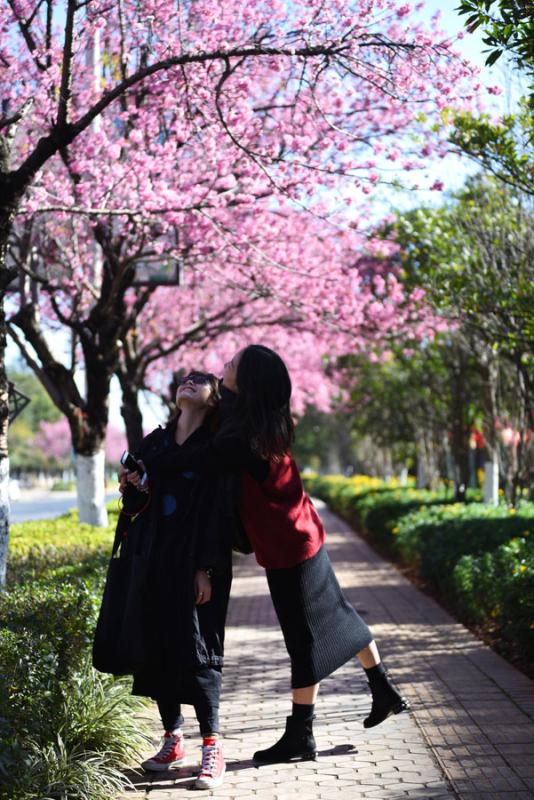 The 1.9-kilometers-long Hongta West Road in Kunming, capital city of Southwest China\'s Yunnan province, is attracting a lot of tourists, as over 600 winter cherry blossom trees are blooming. (Photo by Li Ming for chinadaily.com.cn)