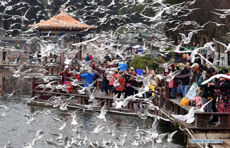 Tourists view black-headed gulls at Daguan park in Kunming, capital of southwest China\'s Yunnan Province, Jan. 1, 2019. Migratory black-headed gulls became an attraction for tourists during the New Year holiday. (Xinhua/Lin Yiguang)