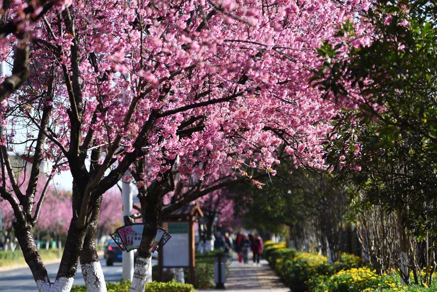 The 1.9-kilometers-long Hongta West Road in Kunming, capital city of Southwest China\'s Yunnan province, is attracting a lot of tourists, as over 600 winter cherry blossom trees are blooming. (Photo by Li Ming for chinadaily.com.cn)