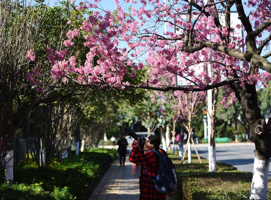 The 1.9-kilometers-long Hongta West Road in Kunming, capital city of Southwest China\'s Yunnan province, is attracting a lot of tourists, as over 600 winter cherry blossom trees are blooming. (Photo by Li Ming for chinadaily.com.cn)