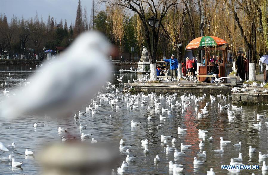 Tourists view black-headed gulls at Daguan park in Kunming, capital of southwest China\'s Yunnan Province, Jan. 1, 2019. Migratory black-headed gulls became an attraction for tourists during the New Year holiday. (Xinhua/Lin Yiguang)