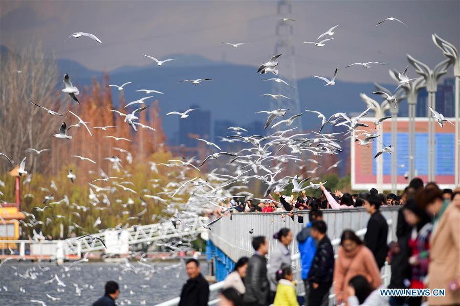Tourists view black-headed gulls at Haigeng dam in Kunming, capital of southwest China\'s Yunnan Province, Jan. 1, 2019. Migratory black-headed gulls became an attraction for tourists during the New Year holiday. (Xinhua/Hu Chao)