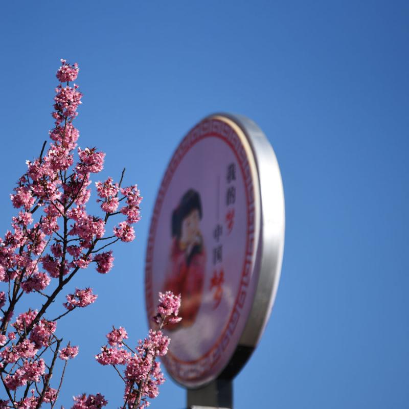 The 1.9-kilometers-long Hongta West Road in Kunming, capital city of Southwest China\'s Yunnan province, is attracting a lot of tourists, as over 600 winter cherry blossom trees are blooming. (Photo by Li Ming for chinadaily.com.cn)