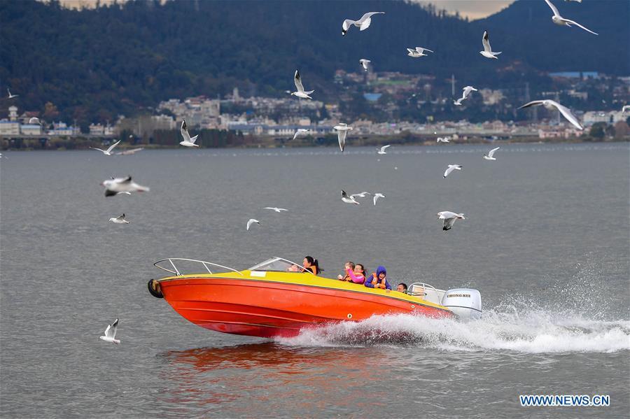 Tourists view black-headed gulls at Dianchi lake in Kunming, capital of southwest China\'s Yunnan Province, Jan. 1, 2019. Migratory black-headed gulls became an attraction for tourists during the New Year holiday. (Xinhua/Hu Chao)