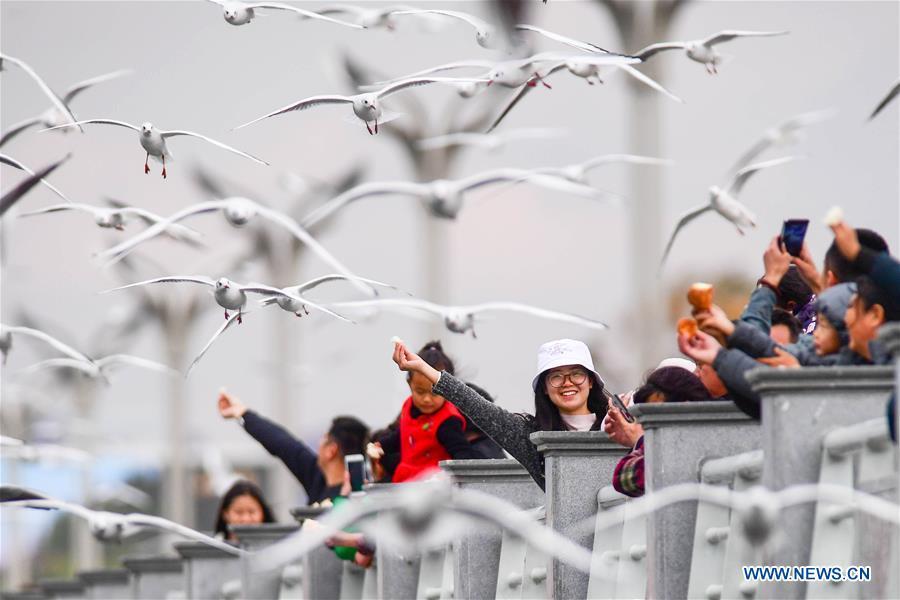 Tourists view black-headed gulls at Haigeng dam in Kunming, capital of southwest China\'s Yunnan Province, Jan. 1, 2019. Migratory black-headed gulls became an attraction for tourists during the New Year holiday. (Xinhua/Hu Chao)